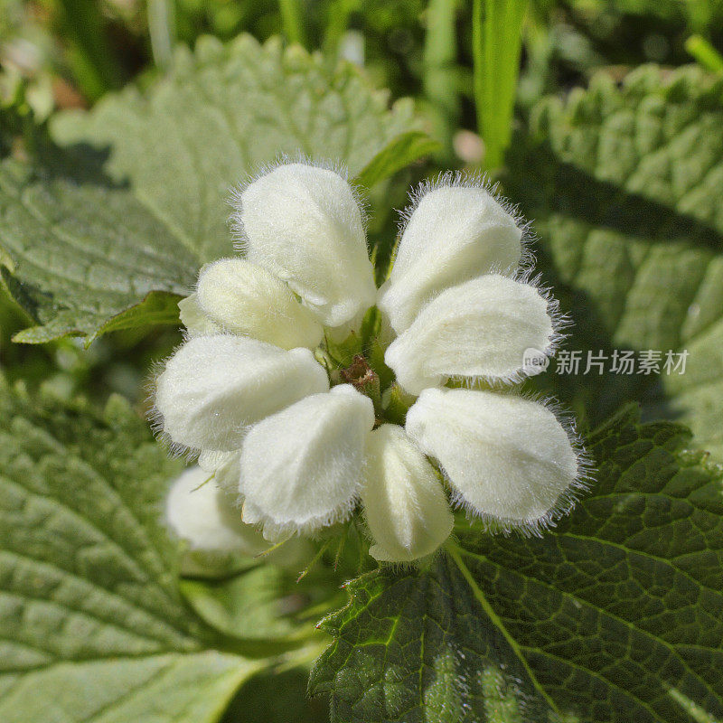 特写的白色deadnettle Lamium专辑